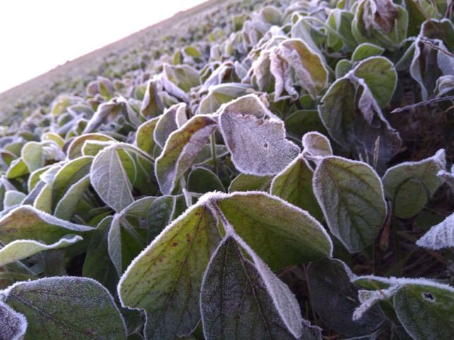 Heladas. Junio arrancó y se mantendría con temperaturas de hasta -2ºC.