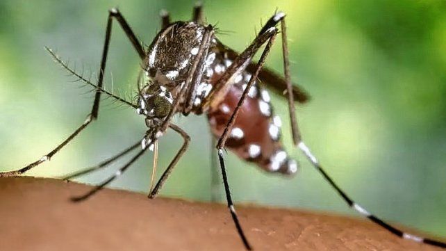 El dengue se produce por la picadura del mosquito Aedes aegypti