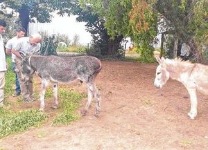 Hallaron a Juanchi y ya están a salvo los burritos de Cachamai