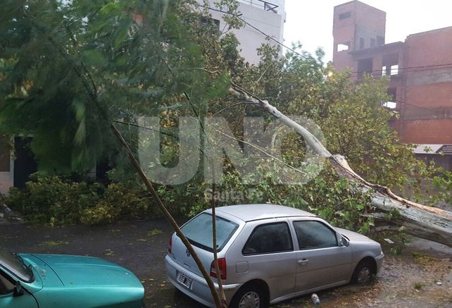 Caída de un árbol añejo sobre Castellanos al 2.200./ gentileza lectores UNO.
