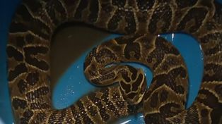 Encontraron una víbora yarará en un departamento de Puerto Norte