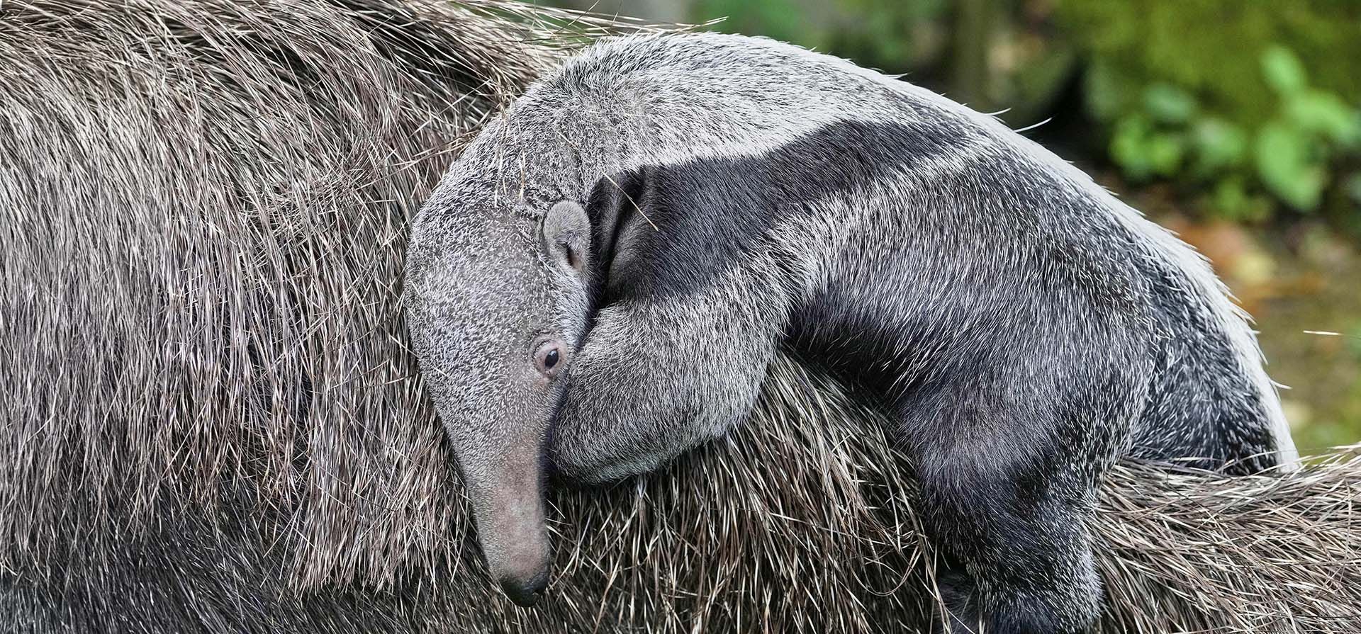 Un cachorro de oso hormiguero gigante de dos semanas de edad cabalga sobre el lomo de su madre en el zoológico de Colonia, Alemania, el jueves 11 de septiembre de 2025. (Foto AP/Martin Meissner) Un cachorro de oso hormiguero gigante de dos semanas de edad cabalga sobre el lomo de su madre en el zoológico de Colonia, Alemania, el jueves 11 de septiembre de 2025. (Foto AP/Martin Meissner)