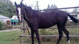 Robaron por tercera vez a Morena y luego la recuperaron