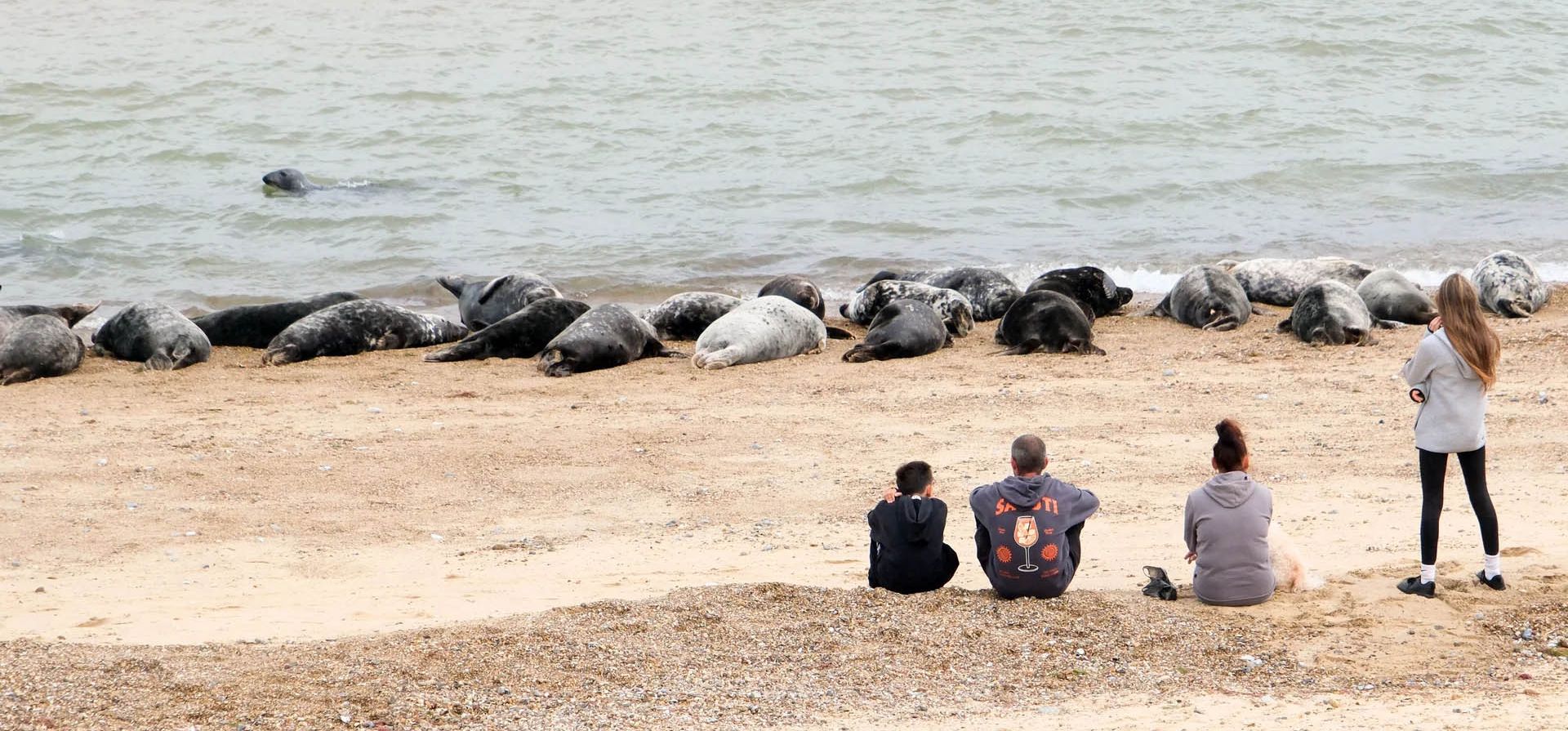 La gente observa una colonia de focas grises en la playa de Norfolk, Horsey Gap, Reino Unido. Fotografía: Matthew Chattle/Shutterstock La gente observa una colonia de focas grises en la playa de Norfolk, Horsey Gap, Reino Unido. Fotografía: Matthew Chattle/Shutterstock