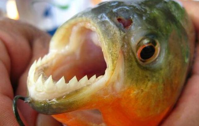 Bajo la lupa. Las voraces palometas