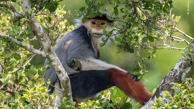 Las imágenes finalistas del Wildlife Photographer of the Year