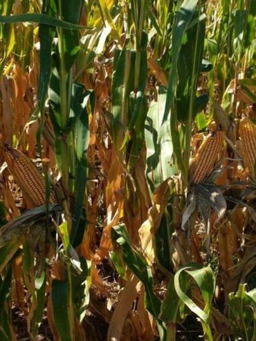 Más vale prevenir: manejo de enfermedades de maíz en años secos