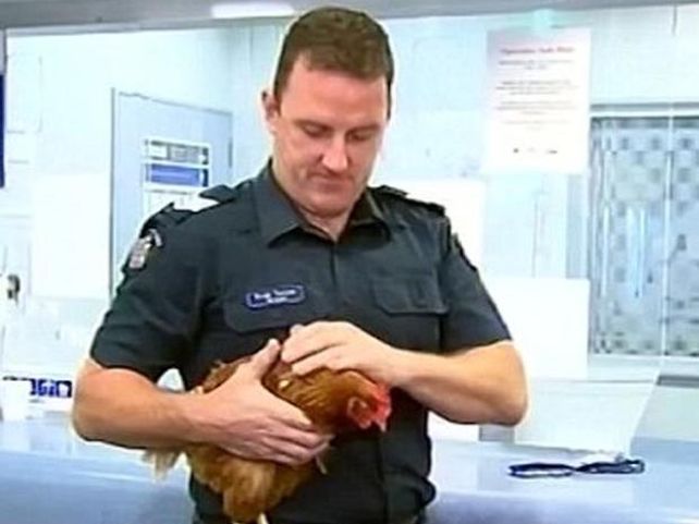 Policía detuvo a una gallina por cruzar el camino y provocar caos de tránsito