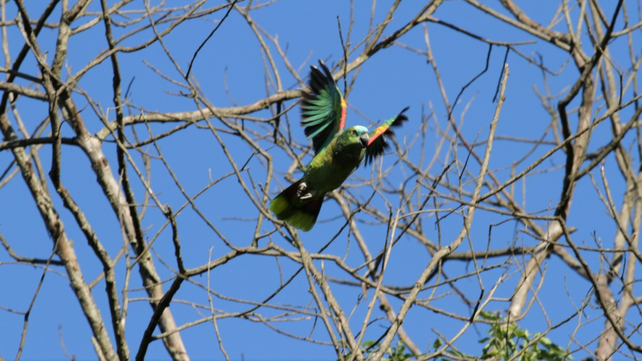 El loro hablador o loro chaqueño es una de las aves más traficadas de Argentina.