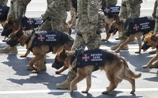 Soldados marchan con perros por una calle principal del desfile militar para celebrar el Día de la Independencia en Kiev
