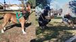 Un pitbull lleva siete meses alojado en una comisaría de Santa Fe tras morder a una nena y proteccionistas reclaman su adopción