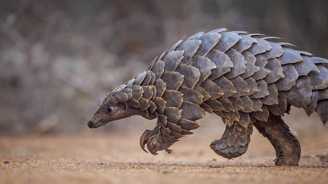 El extraño animal que habría transmitido el coronavirus a los humanos