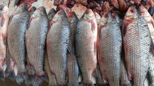 Medida inédita: Santa Fe suspende la exportación de pescado para proteger los recursos del Paraná