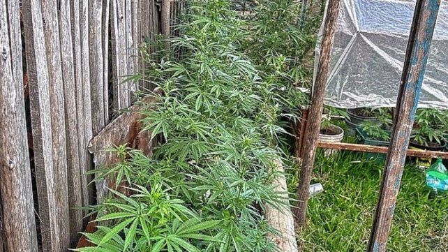 Las plantas de marihuana las poseía un hombre de 43 años en su vivienda.