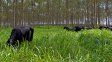 Ecobosques ganaderos: la iniciativa argentina para producir carne con cero huella de carbono