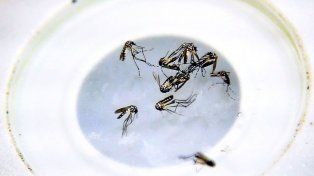 Especialista del Malbrán advierte que fumigar debería ser la última opción contra el dengue, porque los mosquitos aedes aegypti muestran resistencia