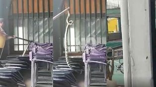 Una serpiente de gran tamaño causó temor en Regatas