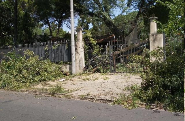 Cayó la rama de un árbol del Liceo sobre tres personas que caminaban por la vereda