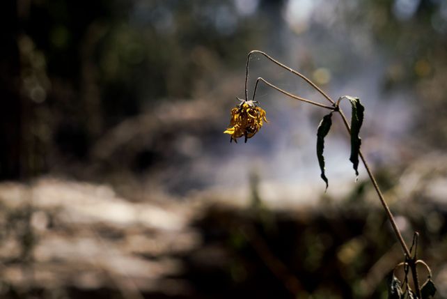 El paso de los incendios por la Isla de los Mástiles, en imágenes