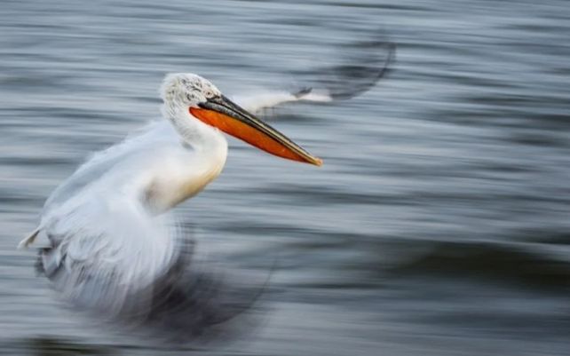 Las maravillosas imágenes que celebran la diversidad de la flora y fauna del planeta