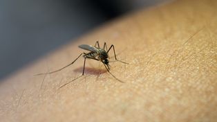 La situación por el aumento de los casos de dengue en Rosario es muy preocupante.