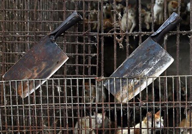 China sacrifica a miles de perros para el festival del horror