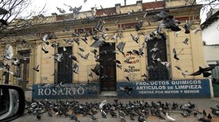 La invasión de palomas es una postal repetida en muchos sectores de la ciudad.