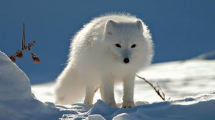 Un zorro polar se hace el muerto para poder escapar de un grupo de cazadores