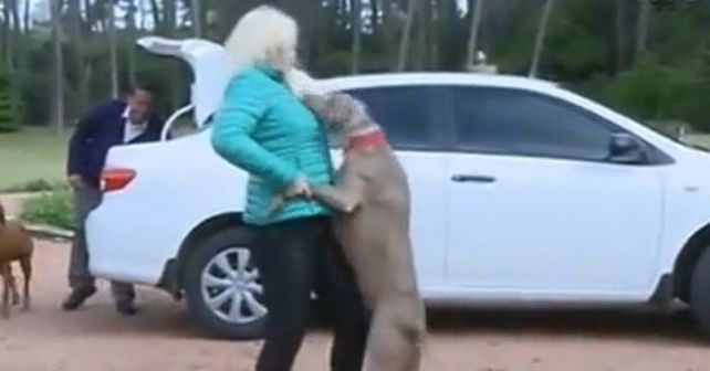 A través de un video Susana mostró como la recibe su perra Thelma en Uruguay.