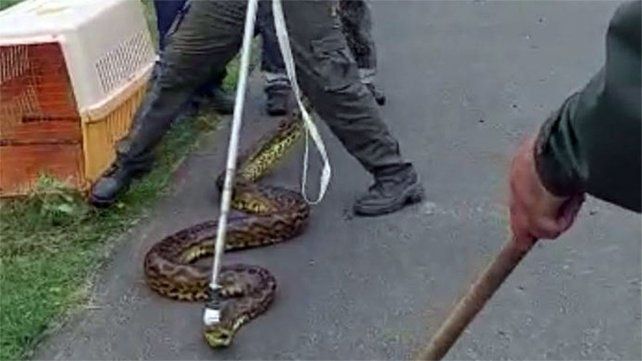 Villa del Rosario: jóvenes pescaron un surubí de 40 kilos