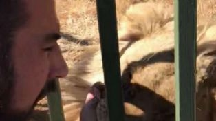 Un rugbier no hizo caso a las advertencias y fue mordido por un león