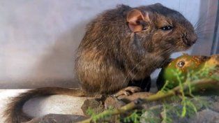 La rata vizcacha de Traslasierra, el nuevo animal registrado por equipos del Conicet y de la Administración de Parques Nacionales.&nbsp; &nbsp; 