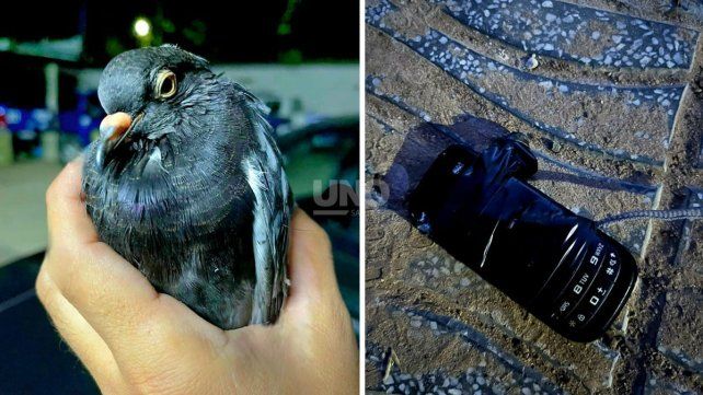 La Paloma junto al celular que transportaba