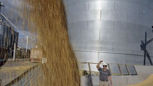 Paritarias: 30% de aumento para el trabajo rural en semilleros
