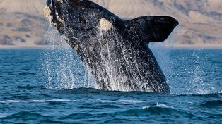 Ballena franca austral. Pueden medir hasta 16 metros y pesar 40 toneladas. Una especie protegida.&nbsp;