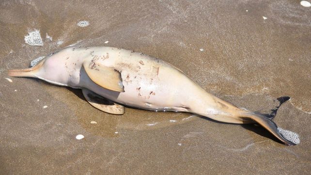 Encontraron 14 delfines muertos en las playas de la costa
