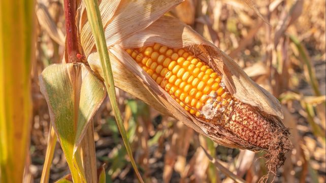 Enfermedades de tallo y raíz complican la cosecha de maíz en el norte