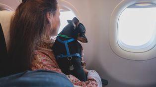 Un trámite digitial permite a las personas viajar con sus mascotas a bordo.&nbsp;
