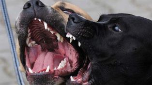 Perros atacaron y mataron a una mujer de 52 años en Mendoza