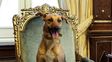 Sorpresa en las redes: Macri sentó a su perro en el sillón presidencial y lo subió al Facebook