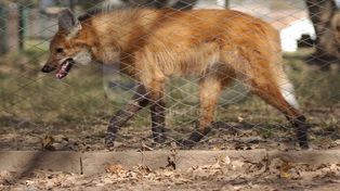 Solicitan marco normativo ante la aparición de animales autóctonos