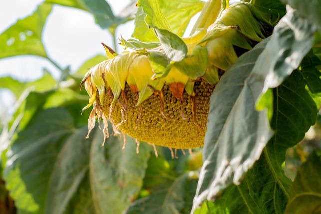 El girasol vuelve a copar la zona núcleo