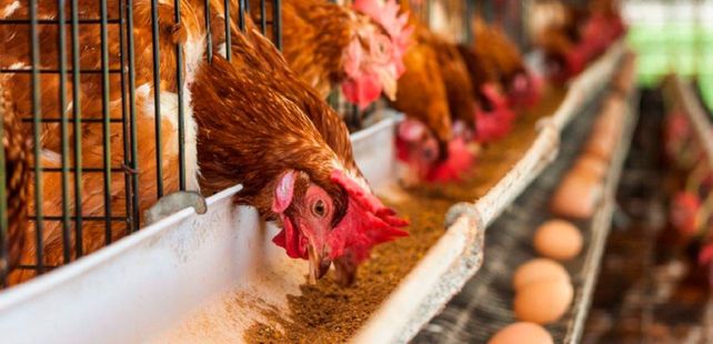 Las&nbsp;detecciones de los nuevos casos de Influenza aviar fueron confirmadas este sábado por e Senasa
