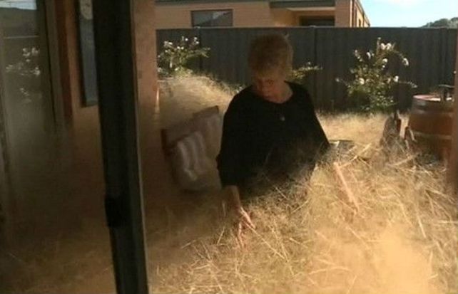 Los habitantes de un pequeño pueblo australiano viven aterrados por el pánico peludo