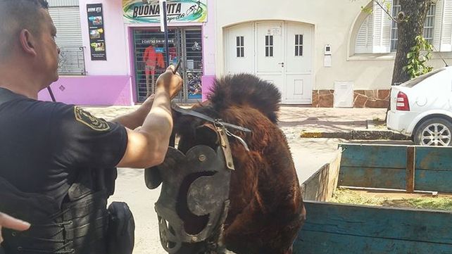 Menores detenidos cuando manejaban un carro tirado por un caballo con signos de maltrato por Bulevar Menores detenidos cuando manejaban un carro tirado por un caballo con signos de maltrato por Bulevar