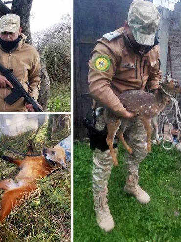 Operativos en Victoria, Diamante y Concordia: secuestran armas y ejemplares de fauna