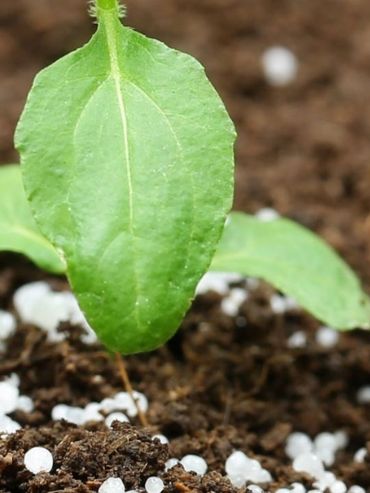 Una mejor fertilización puede sumar 403 dólares por hectárea en maíz y hasta duplicar el margen en soja