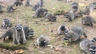 Una mujer tuvo que huir de su casa por una invasión de mapaches