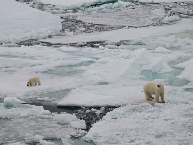 El retroceso de los glaciares daña a la fauna de las altas latitudes y hace subir el nivel del mar.&nbsp;
