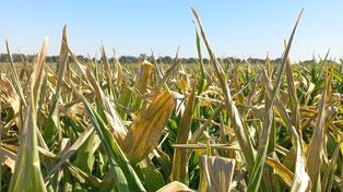 Golpe al maíz tardío: se perdió el 7% del cultivo y el 40% está de regular a malo